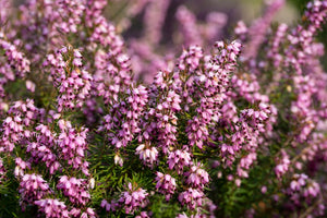 6 Best Places To See Heather In Scotland